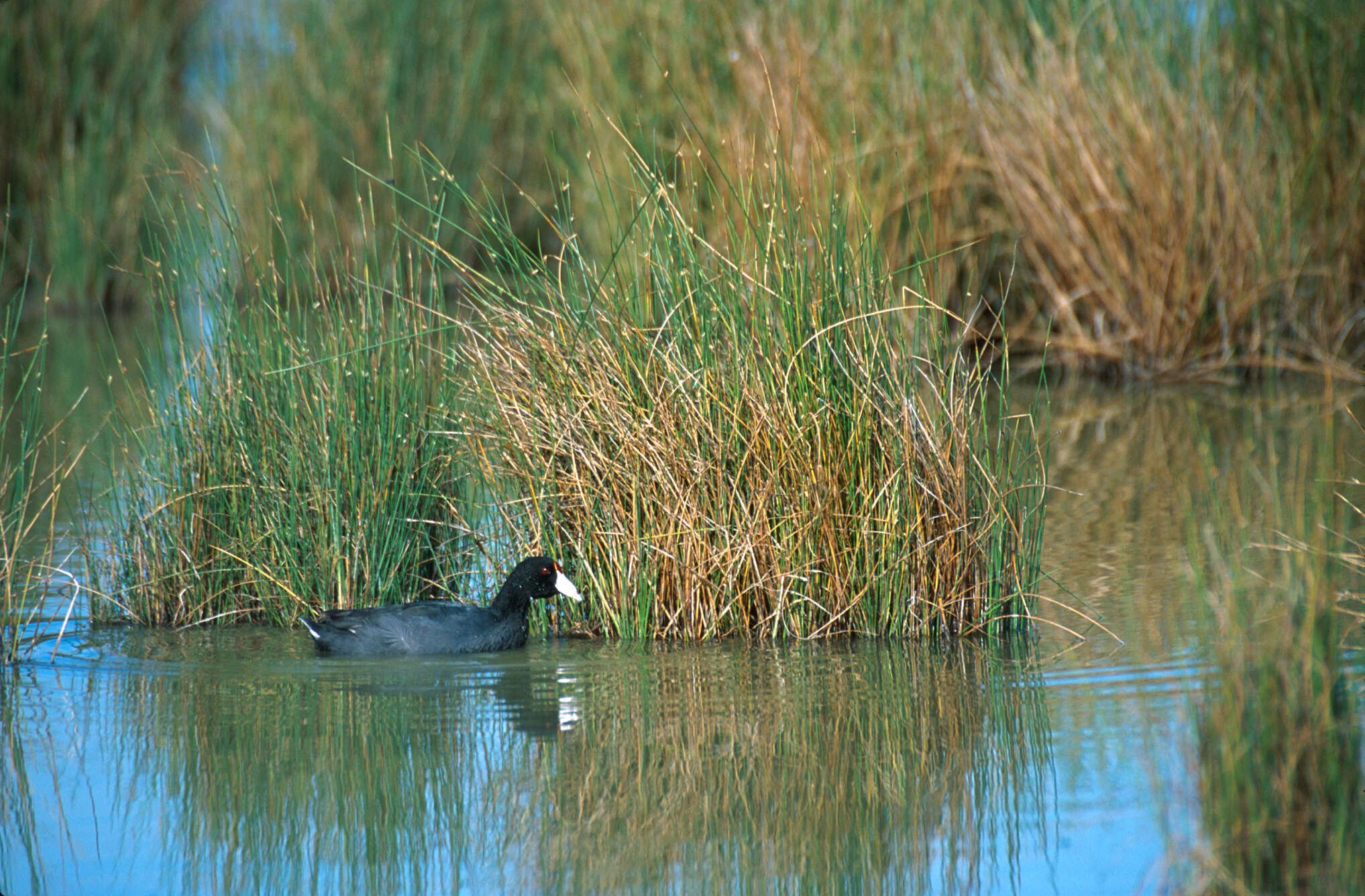 Image of Fulica Linnaeus 1758