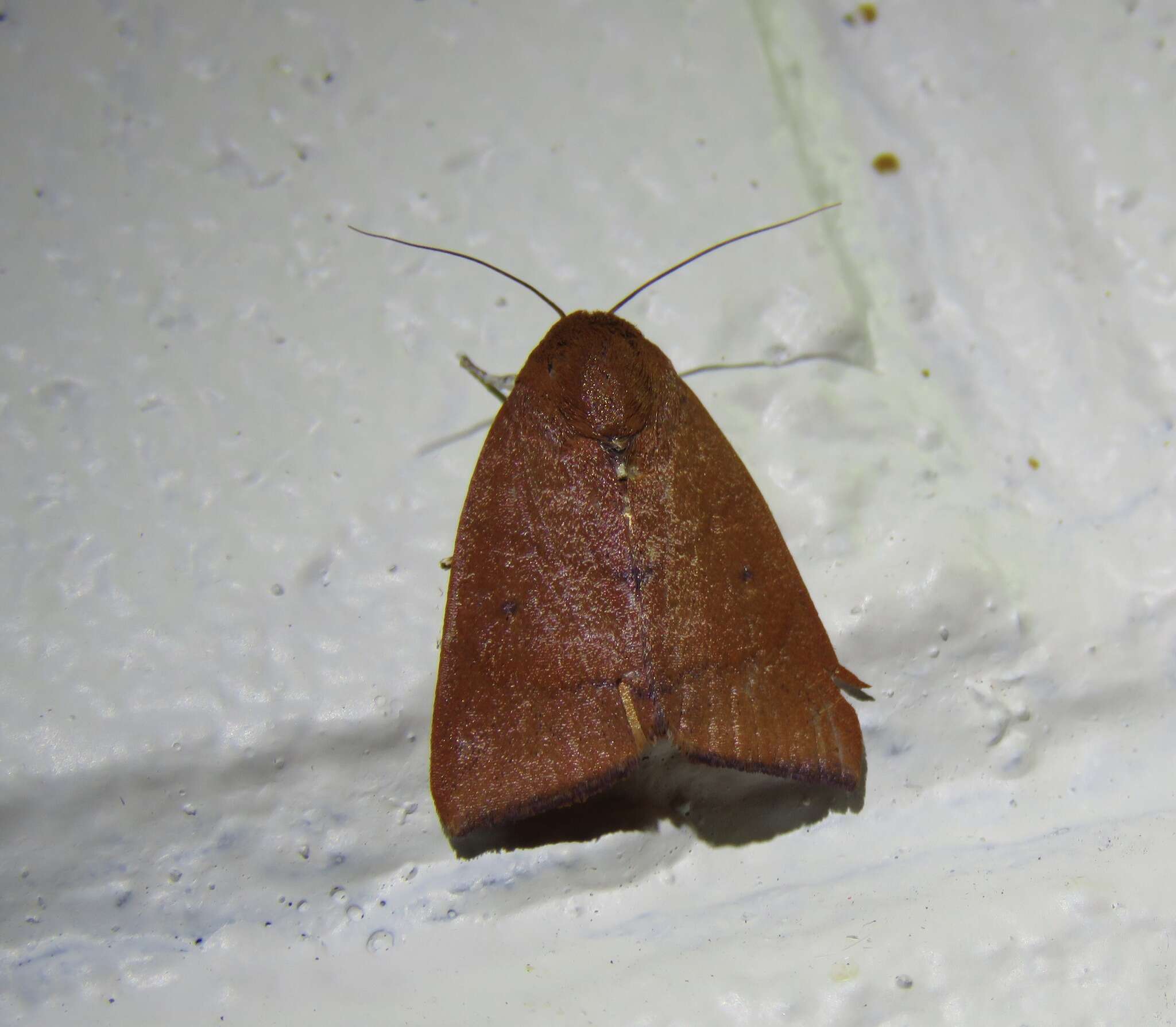 Image of Carea unipunctata Bethune-Baker 1906