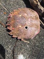 Image of Crustacea