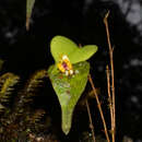 Imagem de Lepanthes auditor Luer & R. Escobar