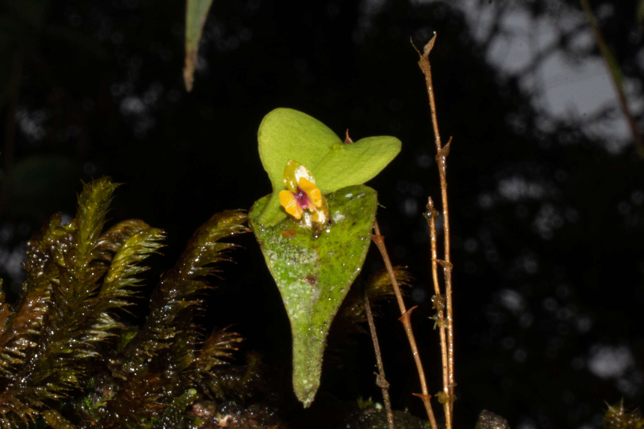 Image of Lepanthes auditor Luer & R. Escobar