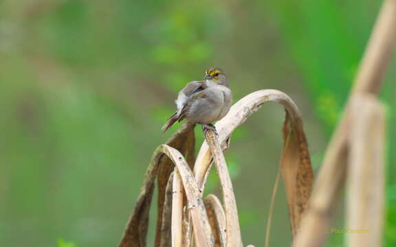 Image of Yellow-browed Sparrow