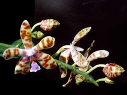 Image of Phalaenopsis bastianii O. Gruss & Roellke