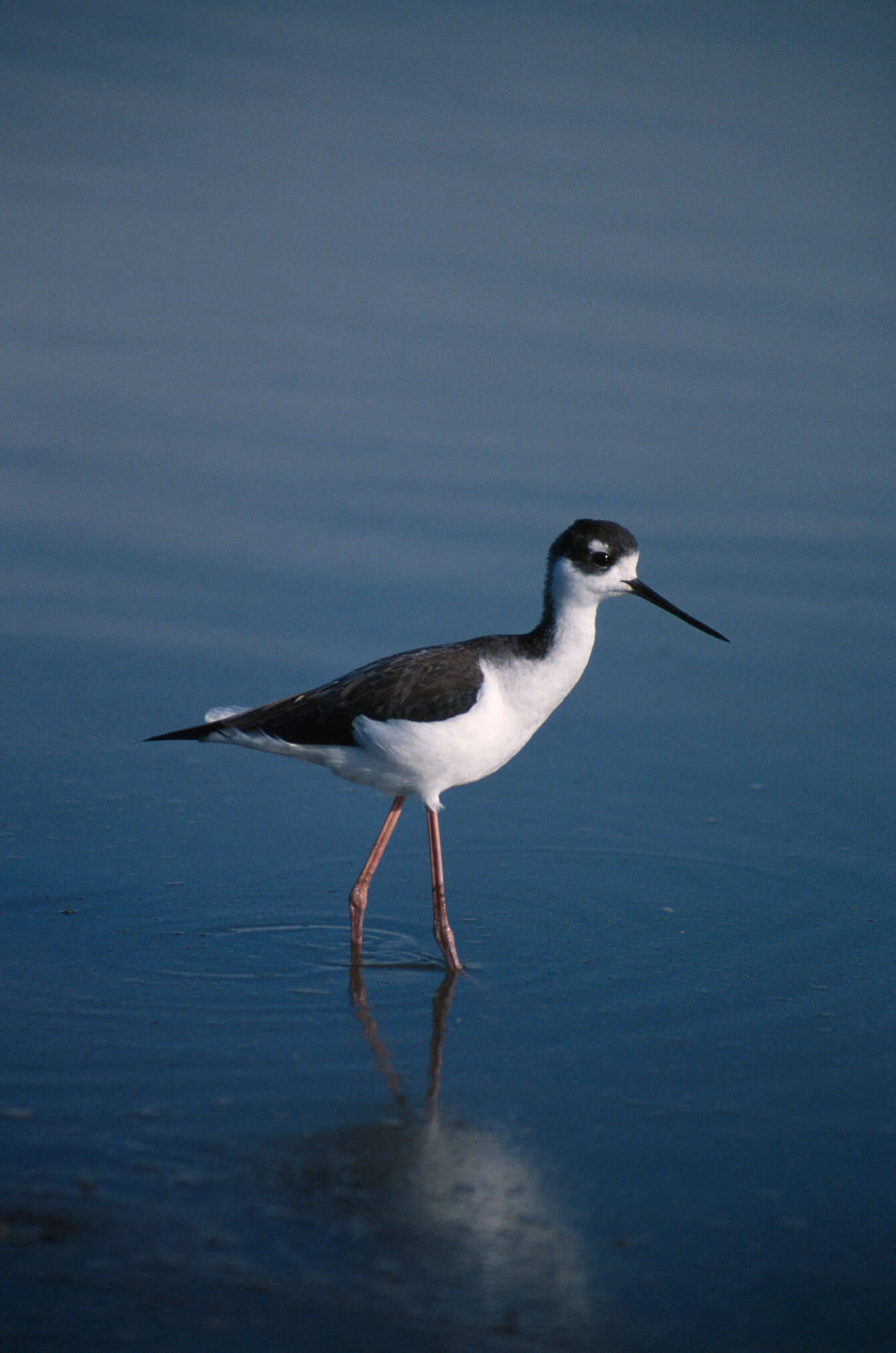 Image of Himantopus Brisson 1760