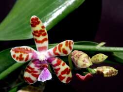 Image of Phalaenopsis bastianii O. Gruss & Roellke