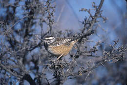 Image of Cactus Wren