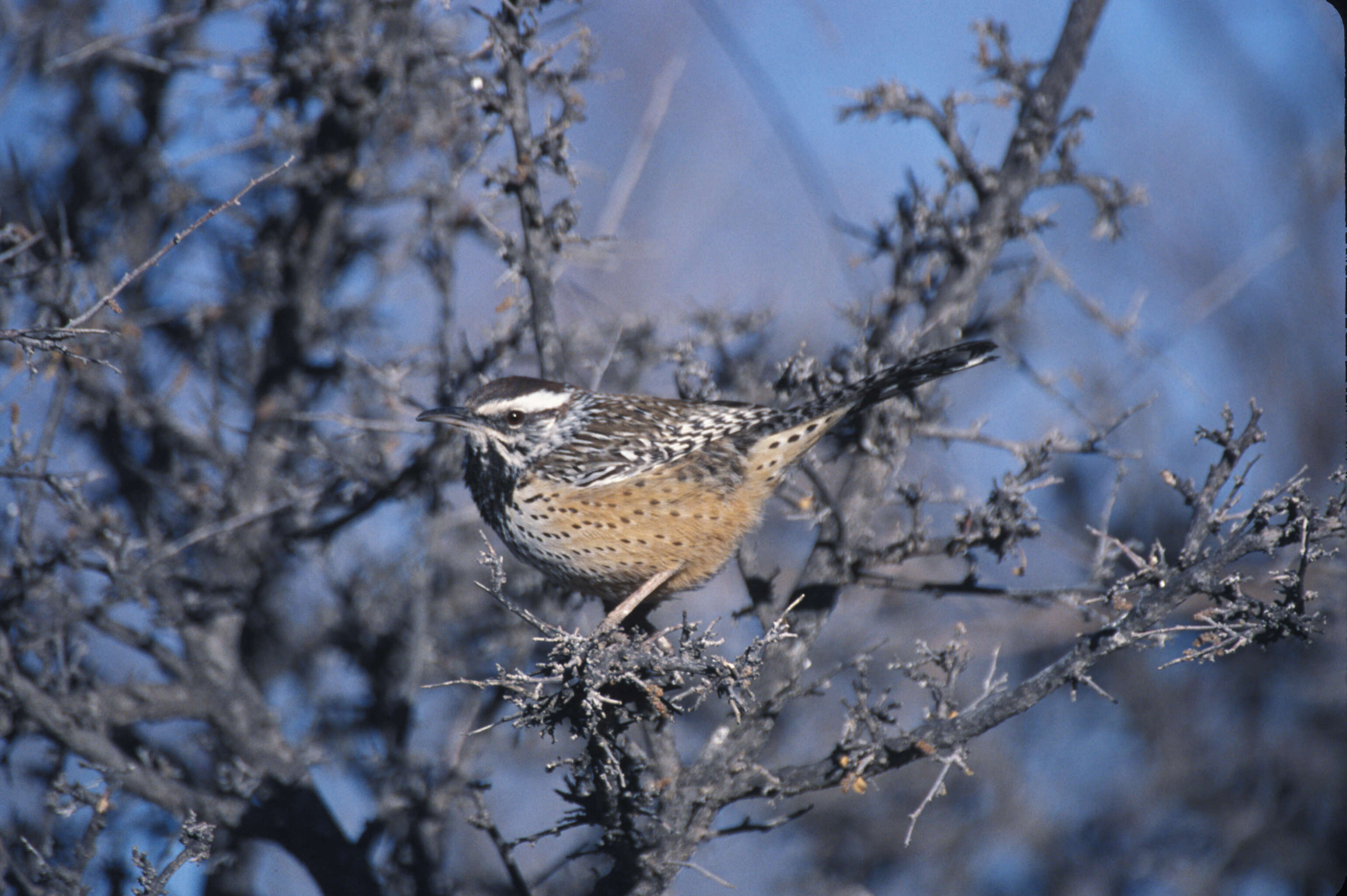 Image of Cactus Wren