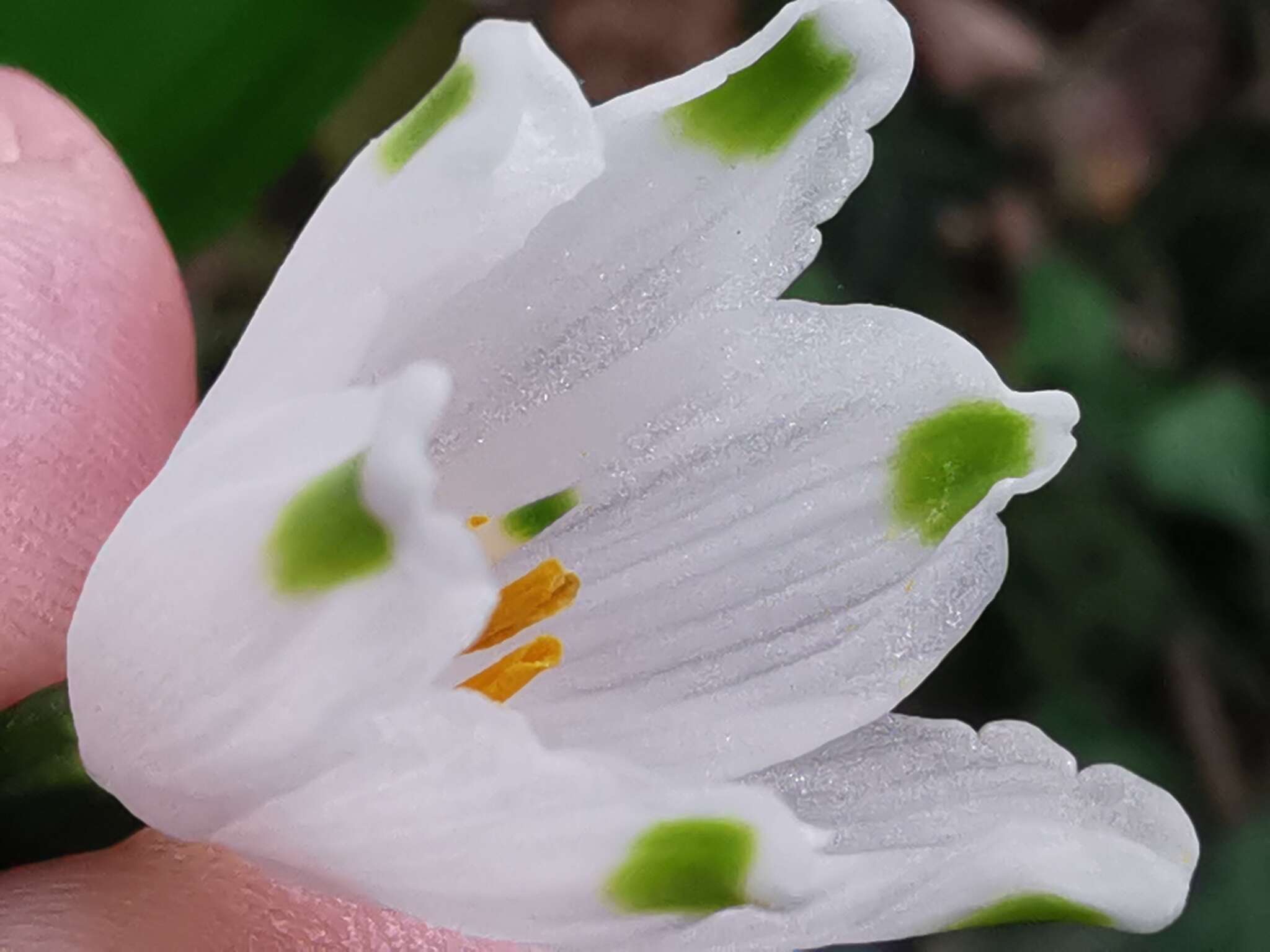 Image of Leucojum aestivum subsp. pulchellum (Salisb.) Malag. 1973