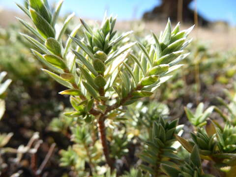 Image of Pimelea aridula Cockayne