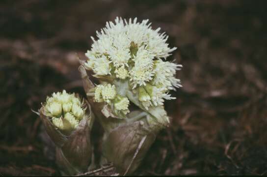 Image of Petasites albus (L.) Gaertn.