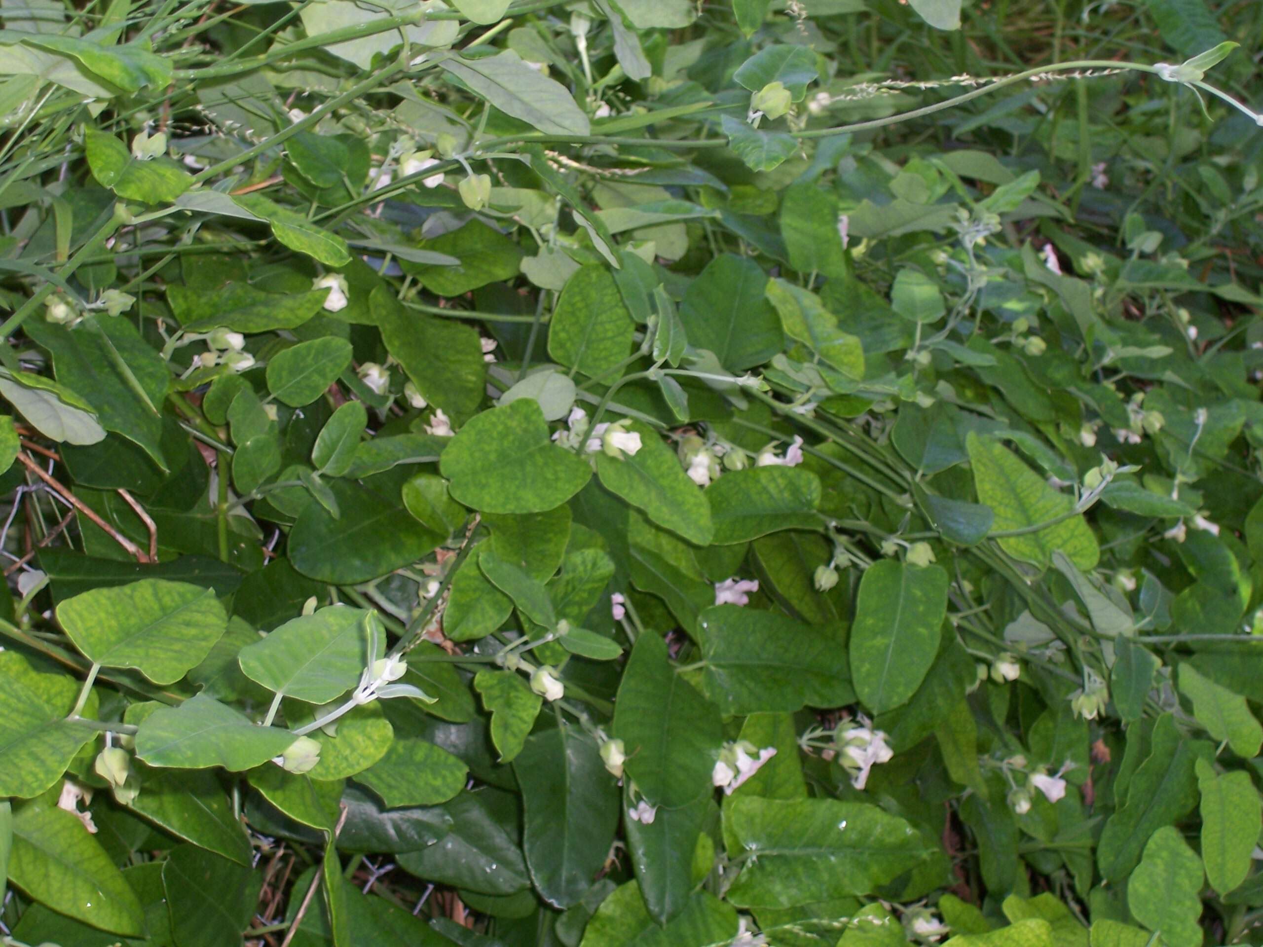 Araujia sericifera Brot. resmi