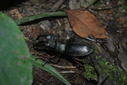 Lucanus boileaui Planet 1897的圖片