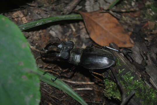 Plancia ëd Lucanus boileaui Planet 1897