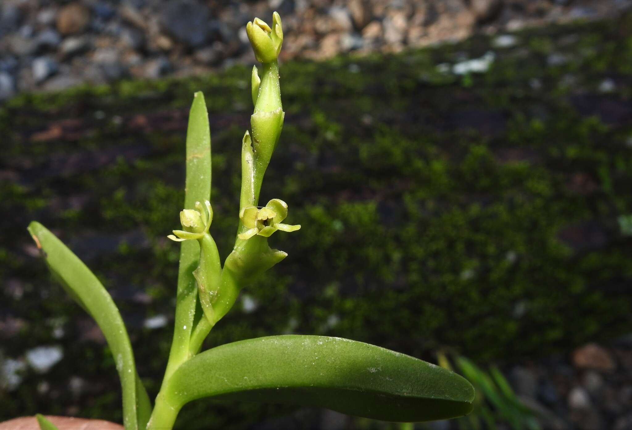 Image of Epidendrum cardiophorum Schltr.