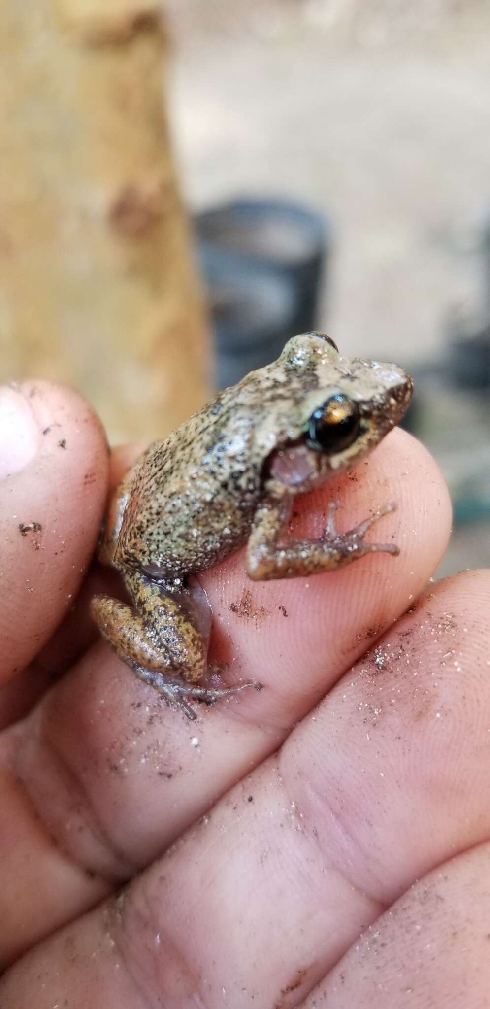 Image of Eleutherodactylus rogersi Goin 1955