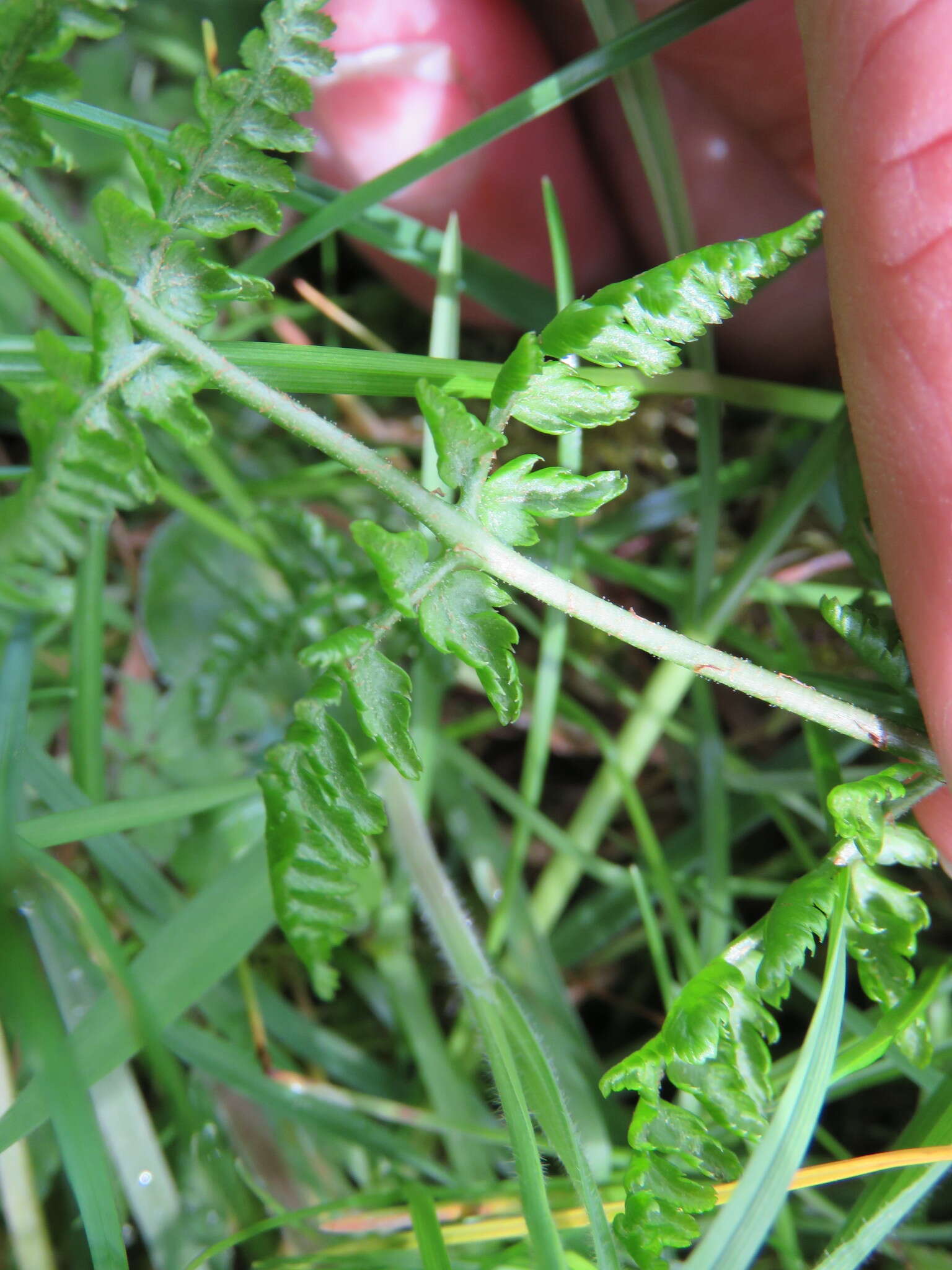 Imagem de Dryopteris dilatata (Hoffm.) A. Gray