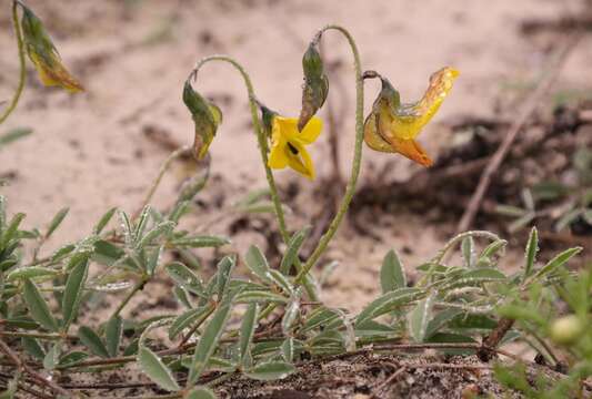 Image of Lotononis prostrata (L.) Benth.