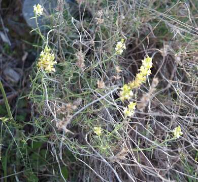 Image of Sideritis pungens Benth.