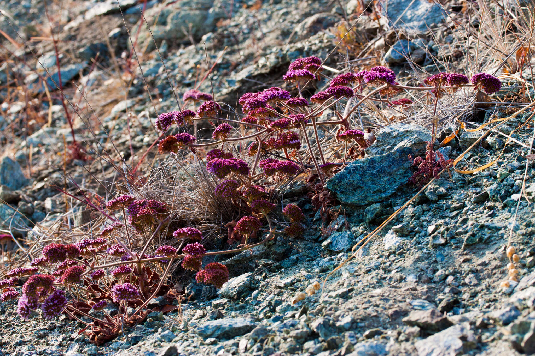 Image of Palmer's spineflower