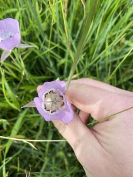 Calochortus longibarbatus S. Watson resmi