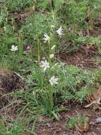 Sivun Anthericum baeticum (Boiss.) Boiss. kuva