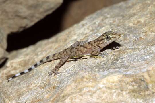 Image of Desert Wall Gecko