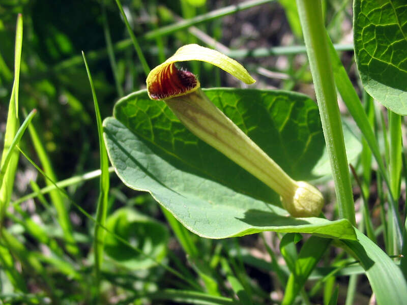 Image of Smearwort