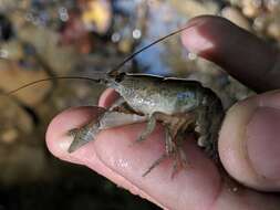 Image of Cambarus bartonii cavatus Hay 1902