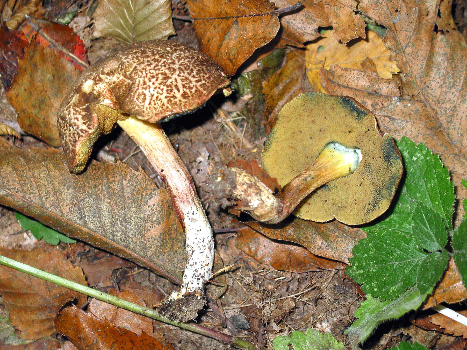 Image of Red-cracking Bolete