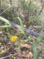 Image de Calochortus amoenus Greene