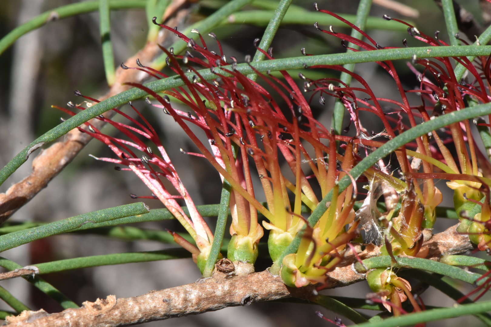 Image of Melaleuca alilateralis Craven & R. D. Edwards