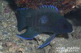 Paraplesiops poweri Ogilby 1908 resmi