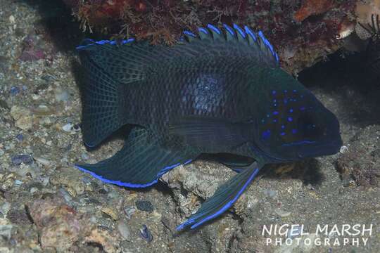 صورة Paraplesiops poweri Ogilby 1908