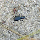 Image of Autumn Tiger Beetle