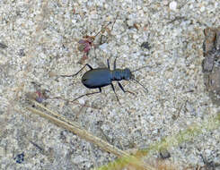 Image of Autumn Tiger Beetle