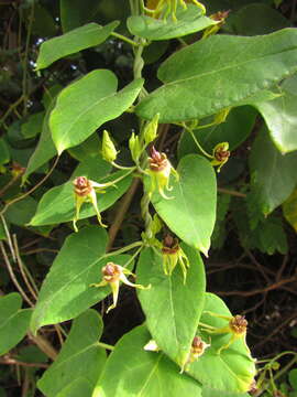 Image of Oxypetalum banksii Schult.