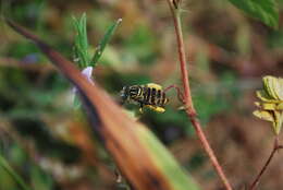 Image of Caenonomada unicalcarata (Ducke 1908)