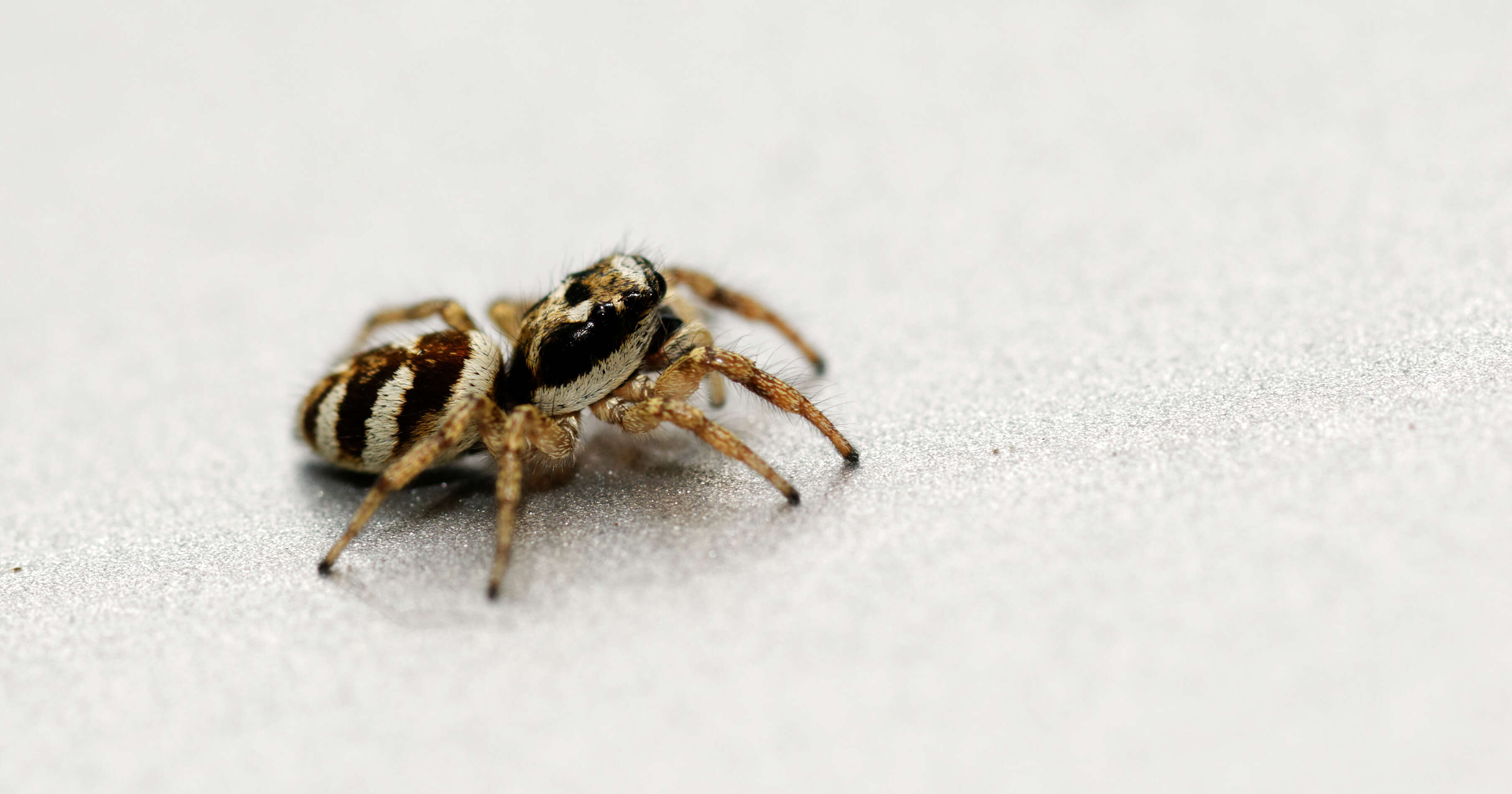 Image of Zebra spider