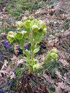 Image of Stinking Hellebore