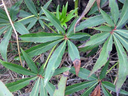 Image of Stinking Hellebore