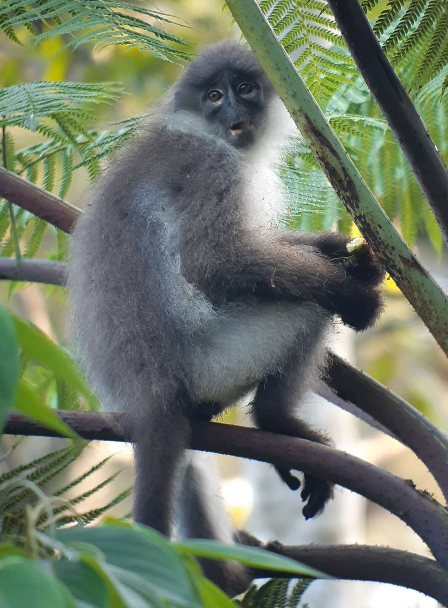 Image of Pale-thighed Langur