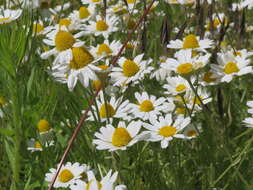 Image of corn chamomile