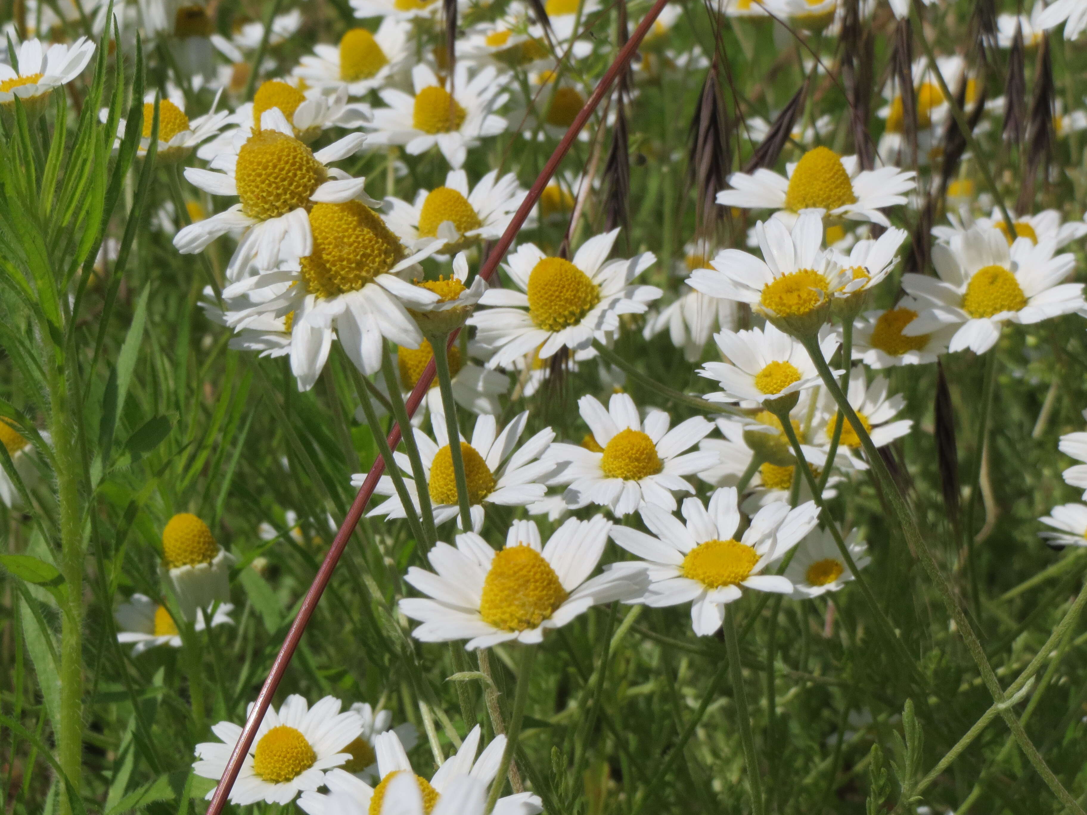 Anthemis arvensis L. resmi