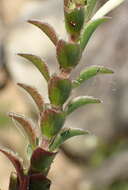 Image of Struthiola argentea Lehm.