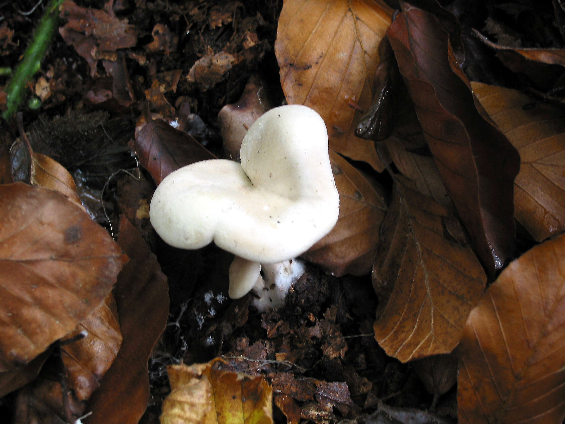 Image of Sweetbread mushroom