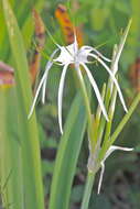 Image of perfumed spiderlily