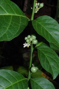 Image of Solanum arboreum Humb. & Bonpl. ex Dun.