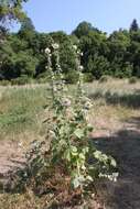 Image of hollyhock