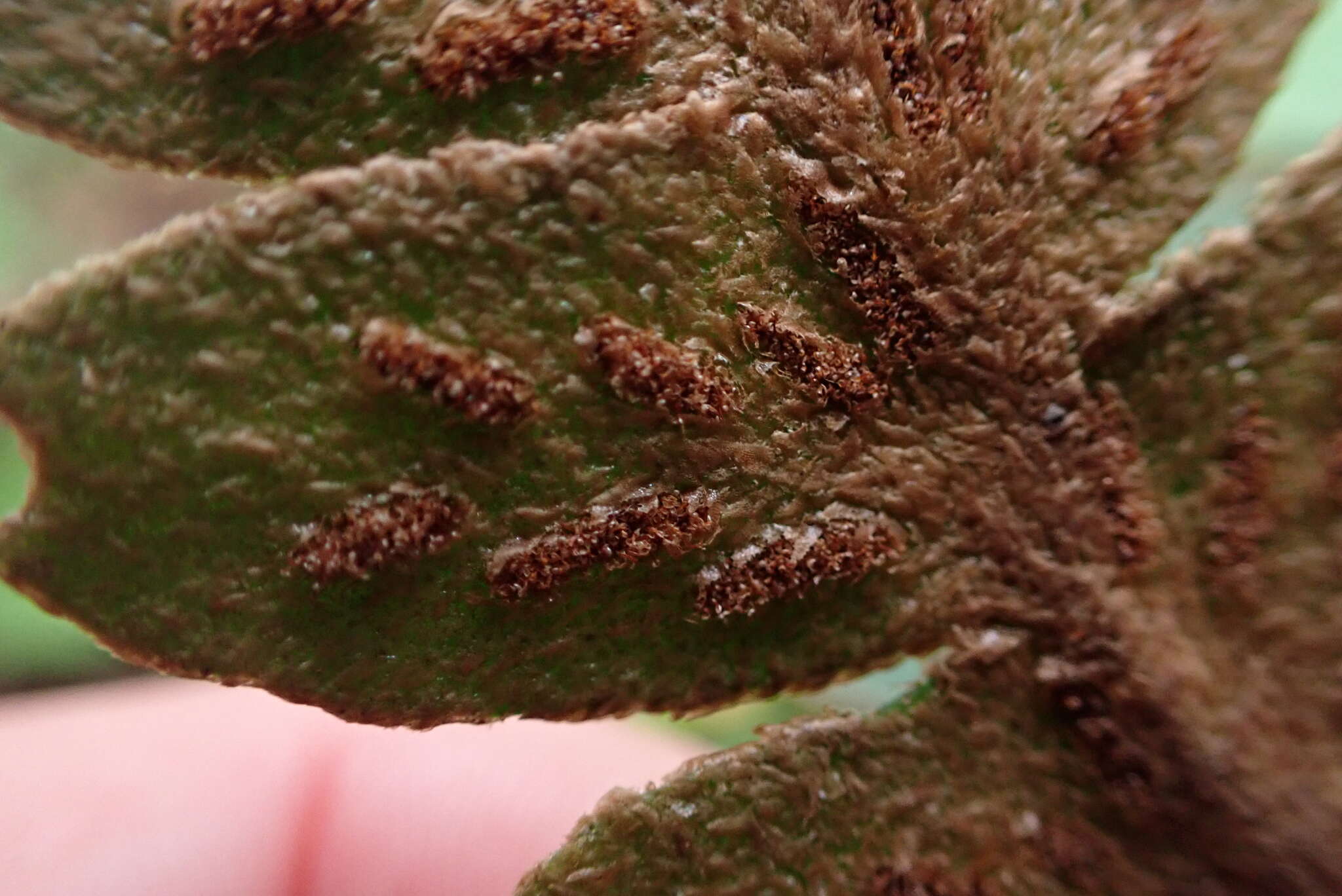 Imagem de Asplenium aureum Cav.