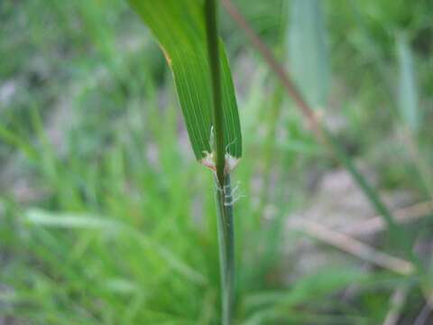 Image of Cocksfoot or Orchard Grass